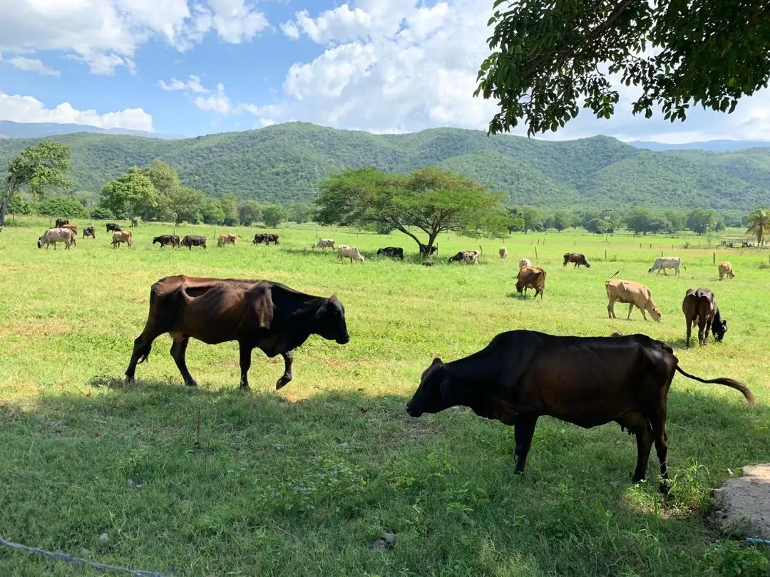 Vacas pastando en un potrero verde, con montañas al fondo.