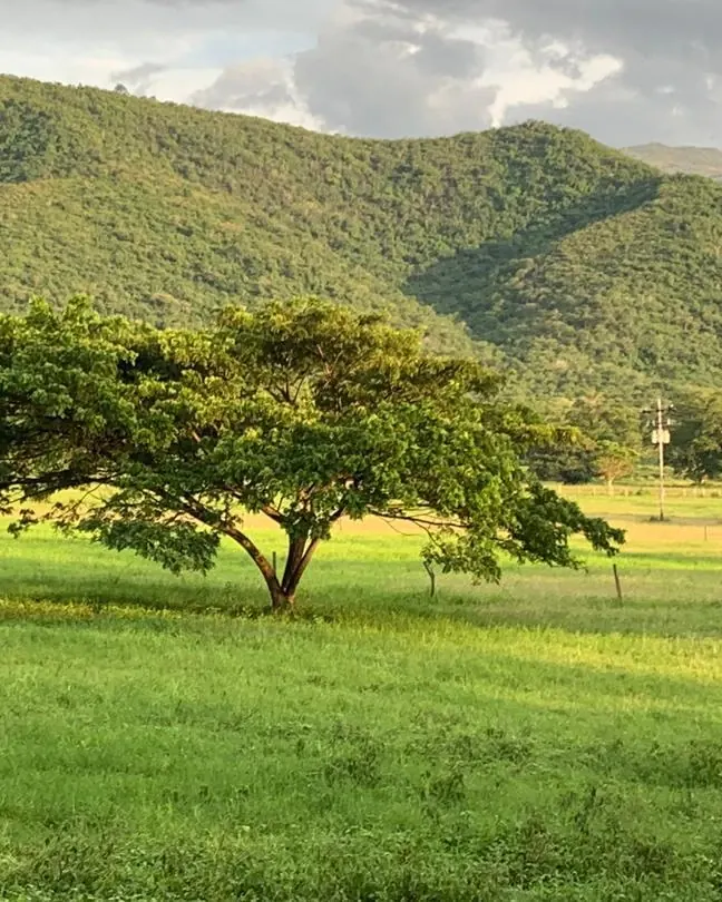 Un árbol solo en medio del pastizal, con los cerros detrás.