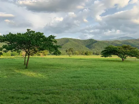 Pastizal verde con dos árboles y los cerros al fondo, bajo nubes.