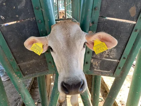 Vaca con aretes amarillos asomada entre las barras verdes del corral.