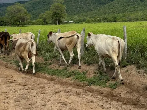 Vacas caminando por el camino de tierra junto al potrero, con los cerros al fondo.