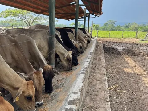 Vacas comiendo en el comedero de concreto, bajo el techo de tejas.