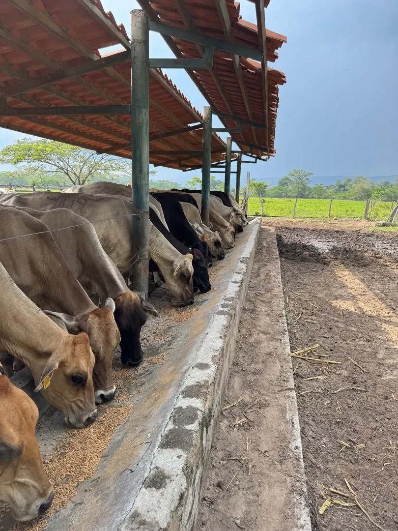 Vacas comiendo en el comedero de concreto, bajo el techo de tejas.