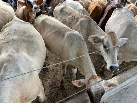Vacas claras juntas en el corral.