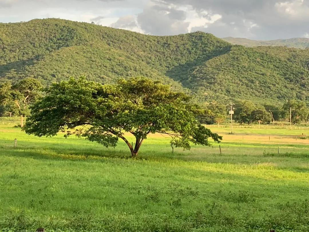 Un árbol solo en medio del pastizal de La Bendición, con los cerros detrás.