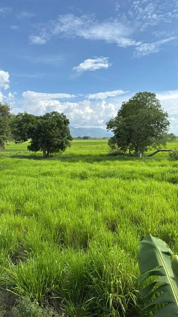 Pastizal verde con dos árboles y las montañas al fondo, bajo un cielo con nubes.